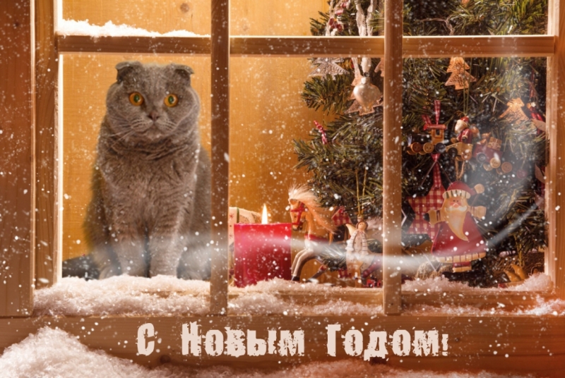 Поговорим о кошках36