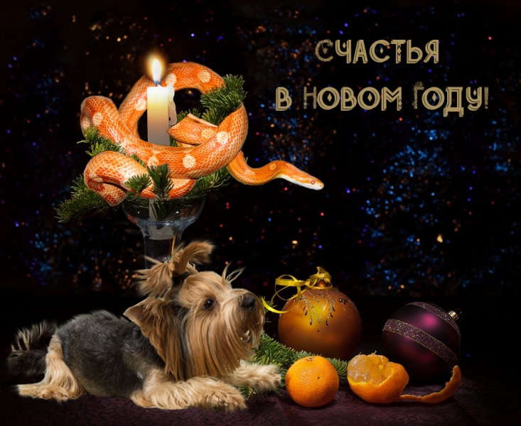 Поговорим о кошках36