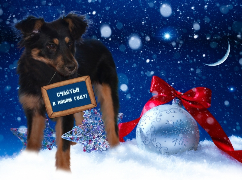 Поговорим о кошках36