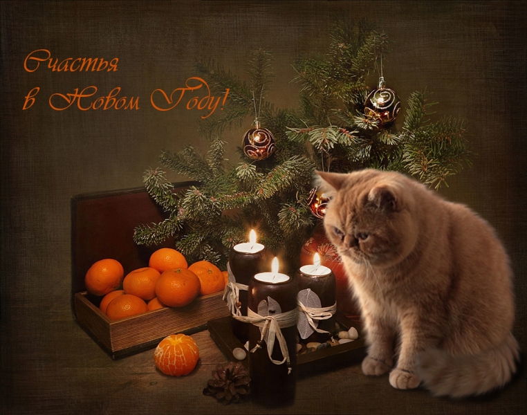 Поговорим о кошках36