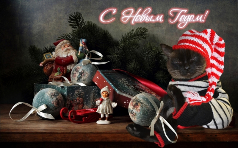 Поговорим о кошках36