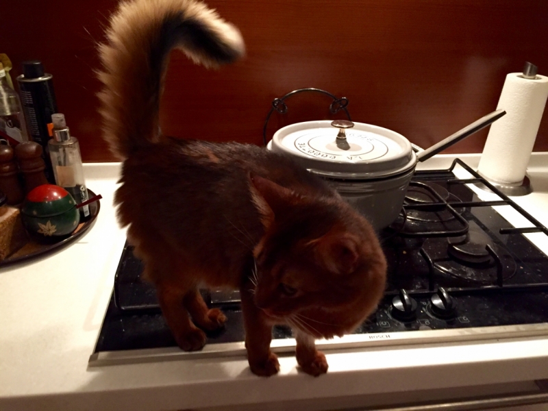 Поговорим о кошках36