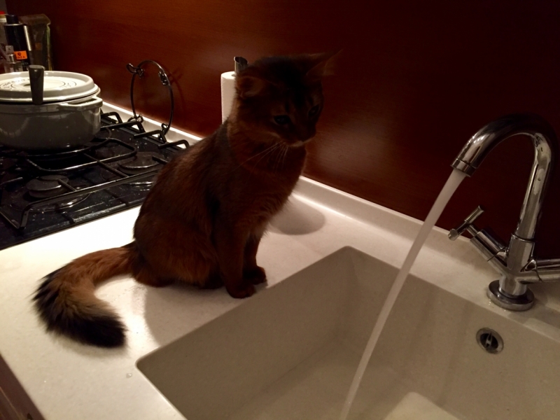 Поговорим о кошках36