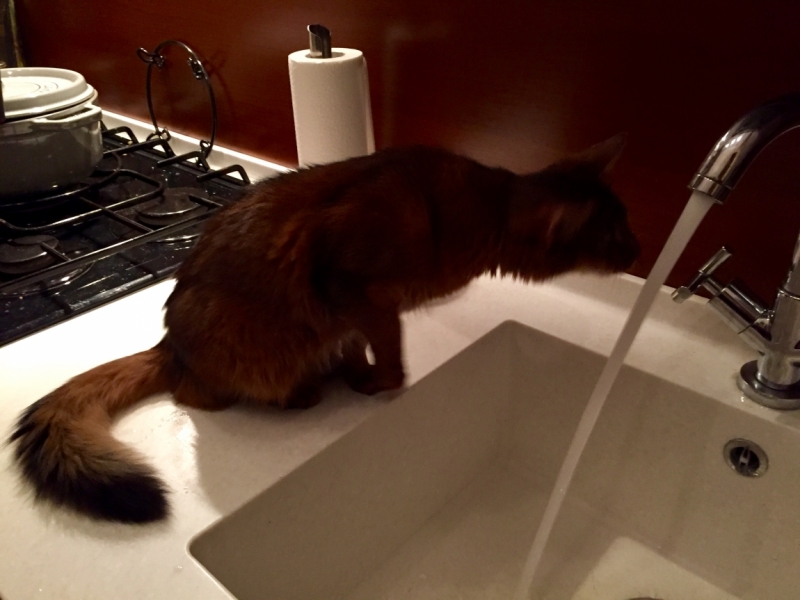 Поговорим о кошках36