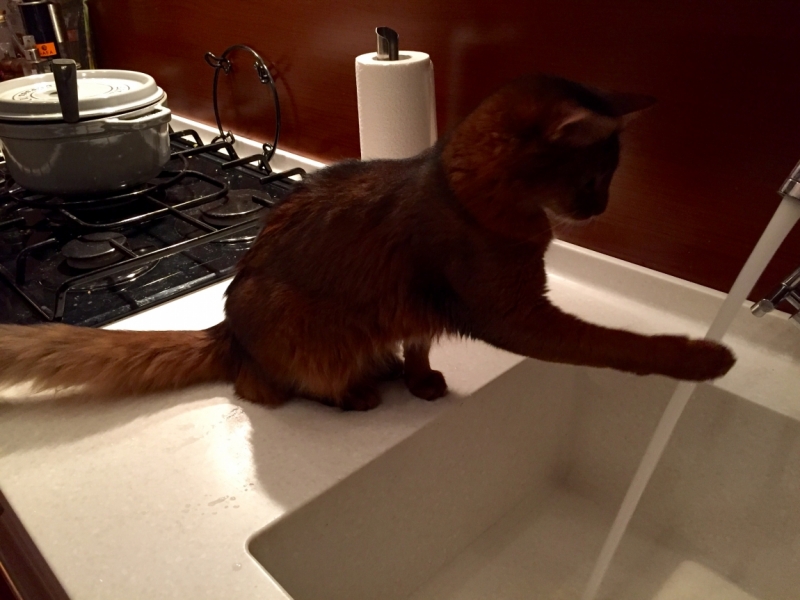 Поговорим о кошках36