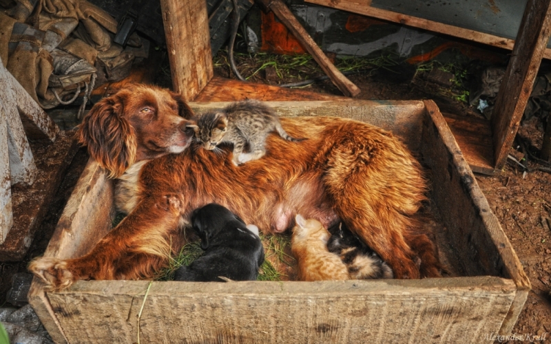 Поговорим о кошках36