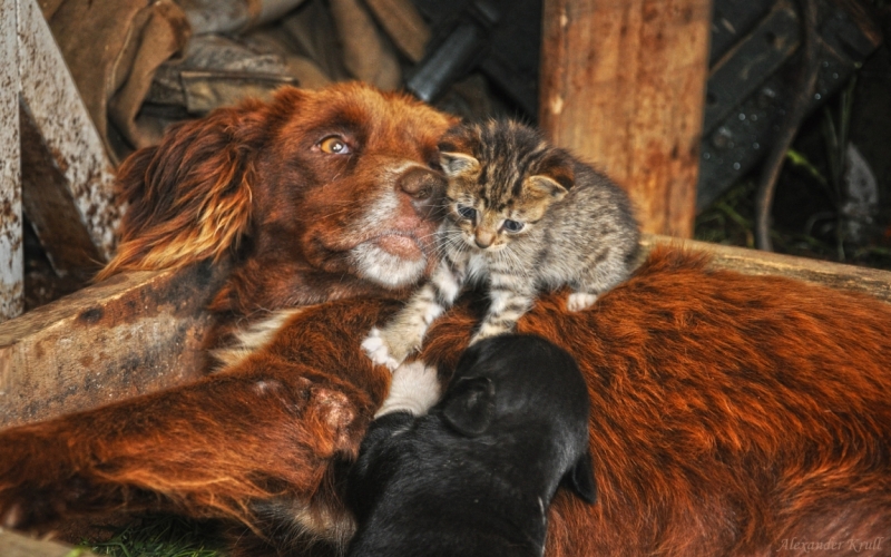 Поговорим о кошках36