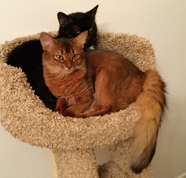 Поговорим о кошках36