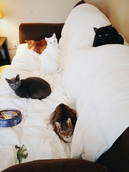 Поговорим о кошках36