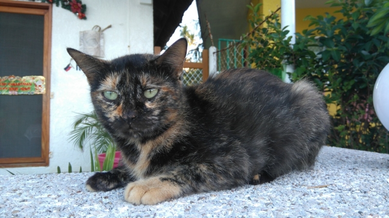 Поговорим о кошках36