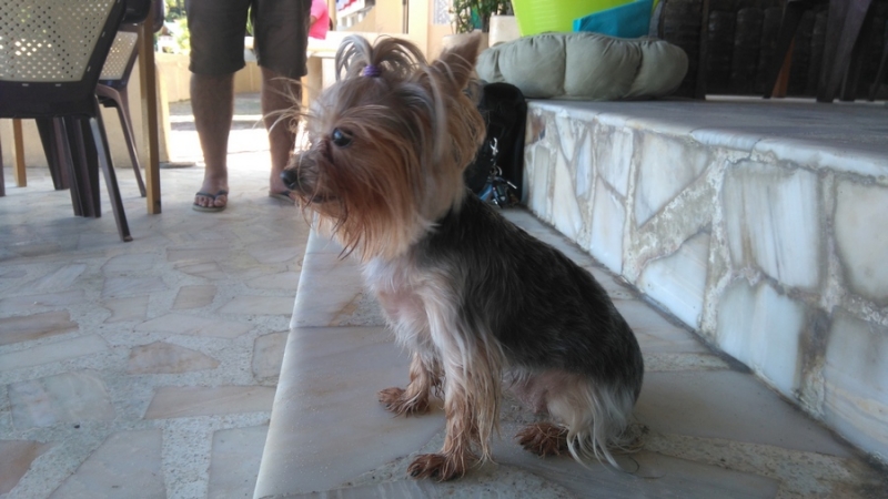 Поговорим о кошках36