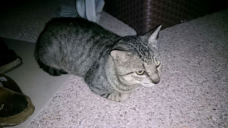 Поговорим о кошках36