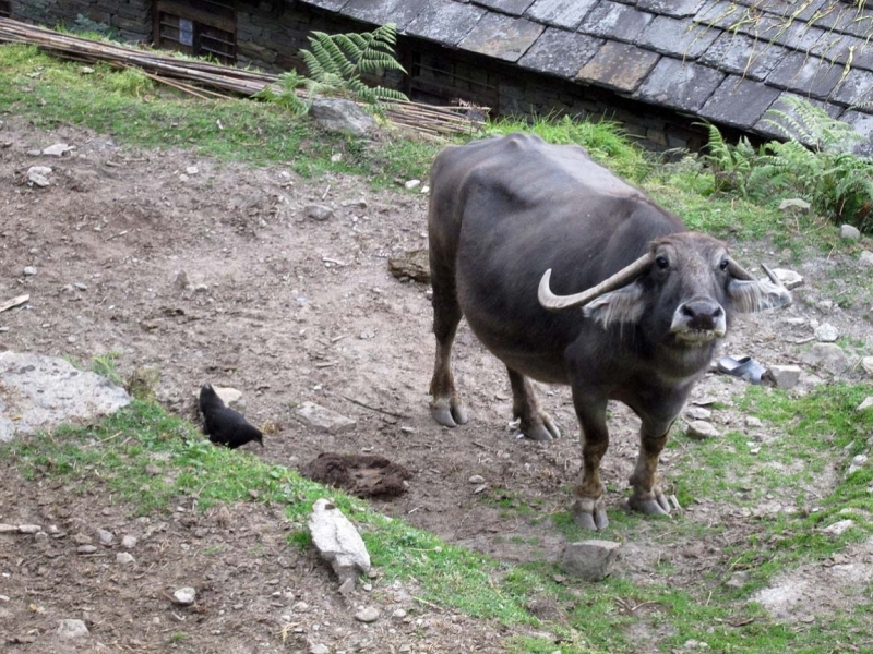 Повезло с погодой в ноябре 2015 на треке к АВС. Фотоотчет.