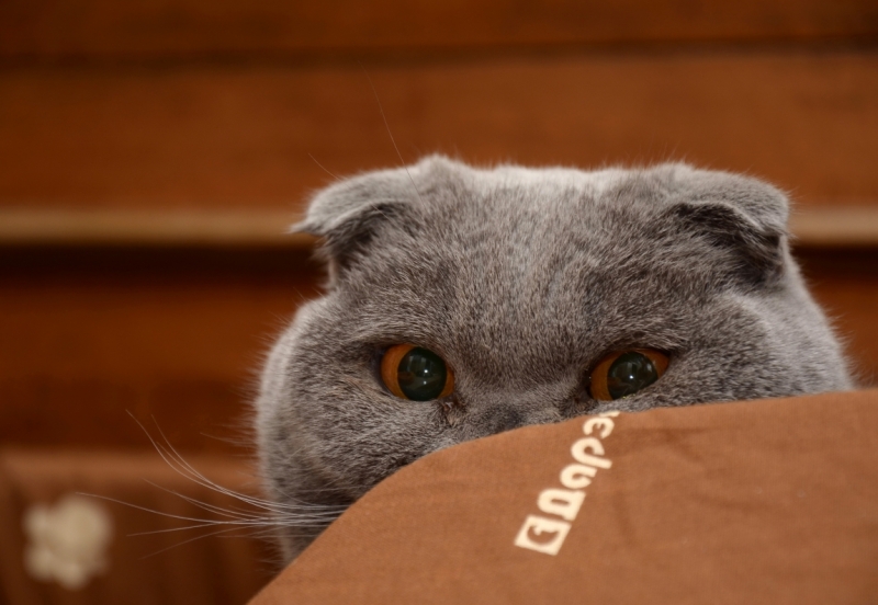 Поговорим о кошках36