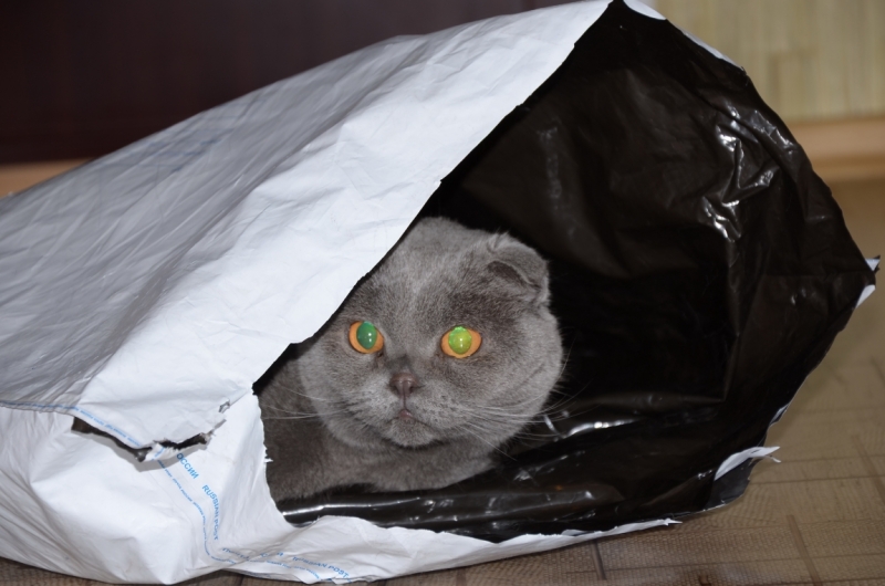 Поговорим о кошках36