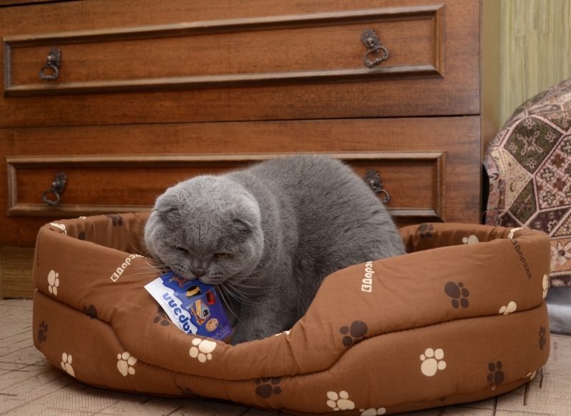 Поговорим о кошках36