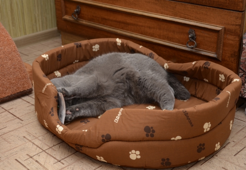 Поговорим о кошках36