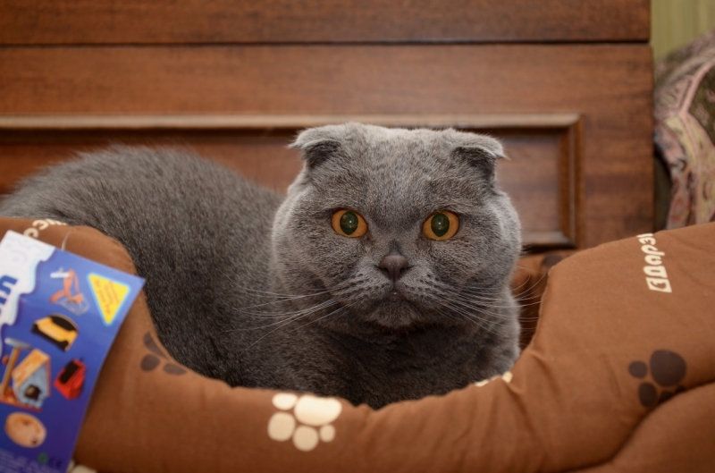 Поговорим о кошках36