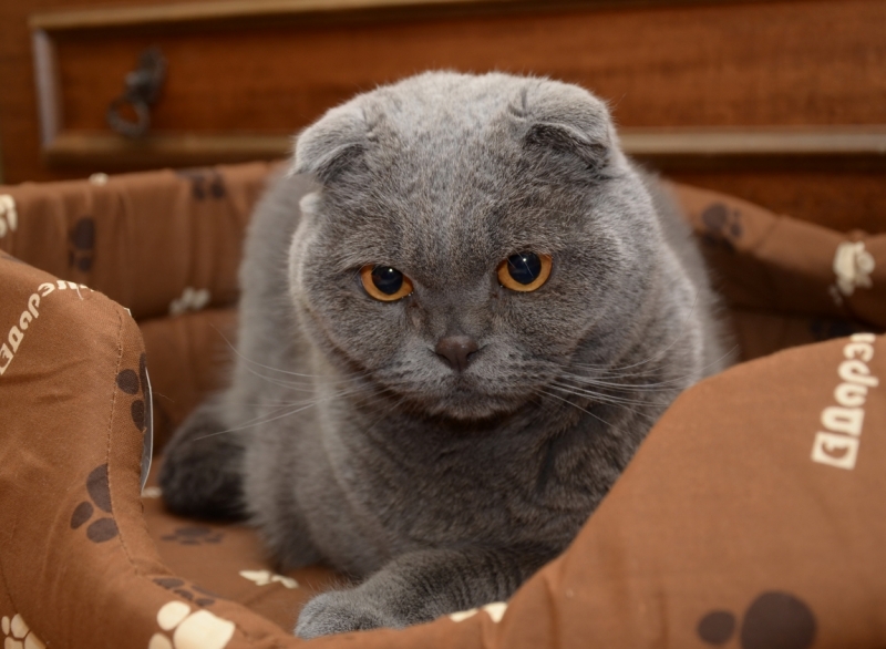 Поговорим о кошках36