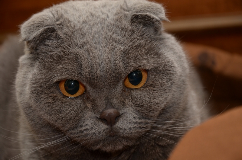 Поговорим о кошках36