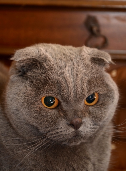 Поговорим о кошках36