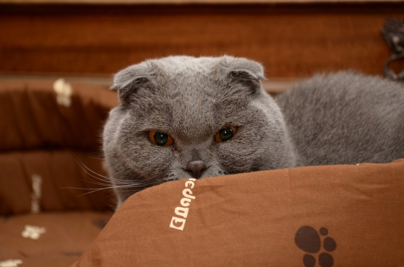 Поговорим о кошках36