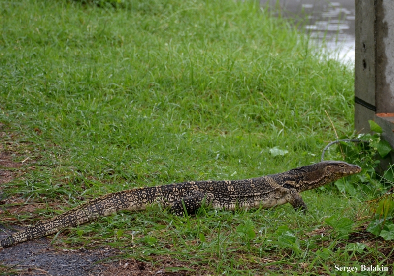 Азиадские штучки Queen-pig, тук-тук и хот-дог по-хайнаньски в круизе Voyager of the Seas