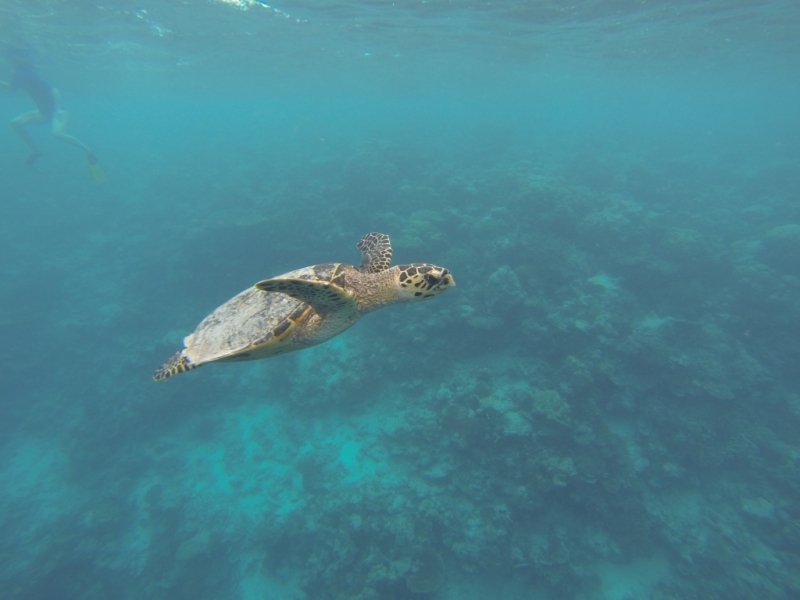 Мальдивы бюджетно из Санкт-Петербурга. Fihalhohi Island Resort с Emirates.