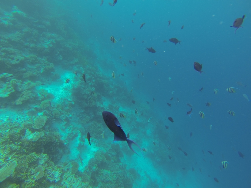 Мальдивы бюджетно из Санкт-Петербурга. Fihalhohi Island Resort с Emirates.