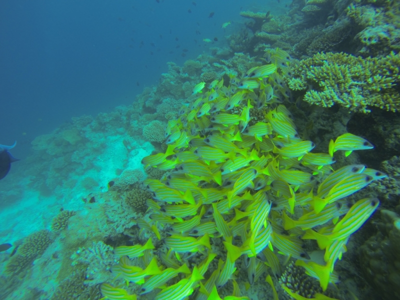 Мальдивы бюджетно из Санкт-Петербурга. Fihalhohi Island Resort с Emirates.