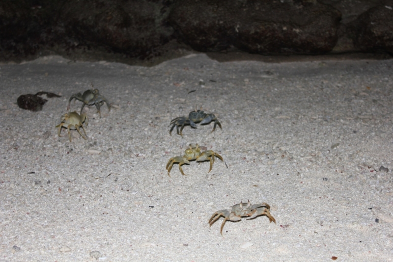 Мальдивы бюджетно из Санкт-Петербурга. Fihalhohi Island Resort с Emirates.