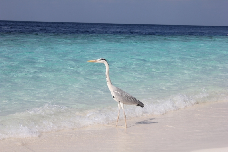 Мальдивы бюджетно из Санкт-Петербурга. Fihalhohi Island Resort с Emirates.