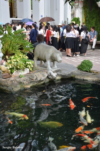 Азиадские штучки Queen-pig, тук-тук и хот-дог по-хайнаньски в круизе Voyager of the Seas