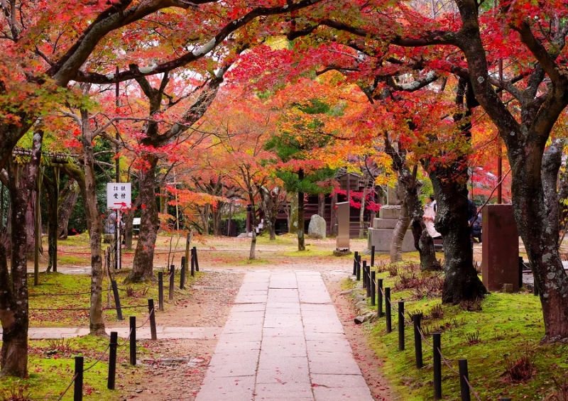 Лучшие достопримечательности Японии в сезон момидзи: Tokyo-Nagoya(Obara,Korankei)-Kyoto-Nara-Osaka