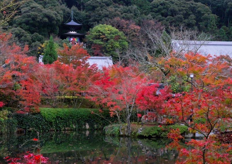 Лучшие достопримечательности Японии в сезон момидзи: Tokyo-Nagoya(Obara,Korankei)-Kyoto-Nara-Osaka