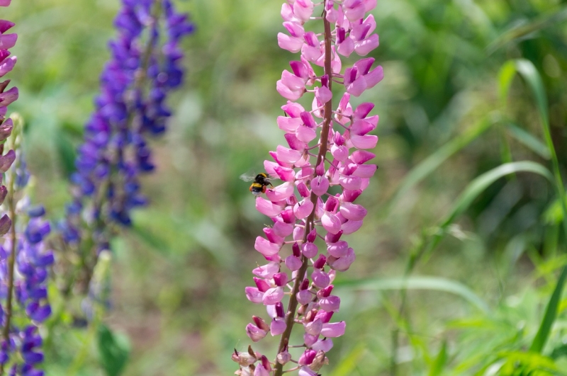 Германия-Франция-Австрия. Сбывшиеся мечты