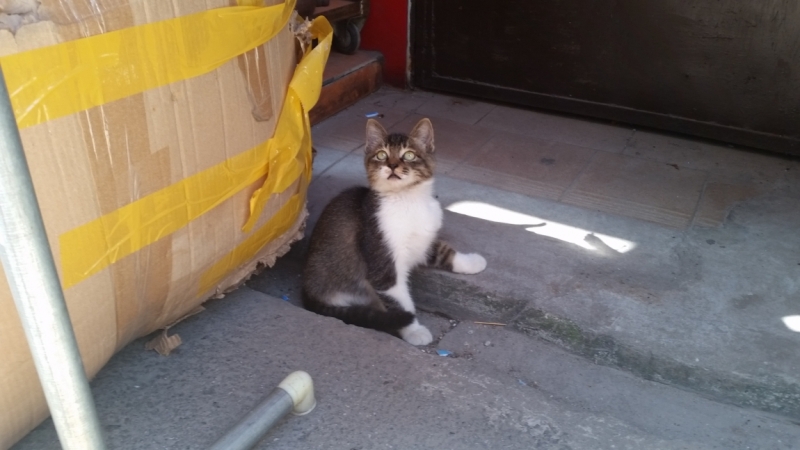 Гуанчжоу с 20-27 ноября 2015