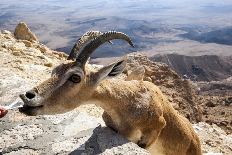 Атеисты на Святой Земле