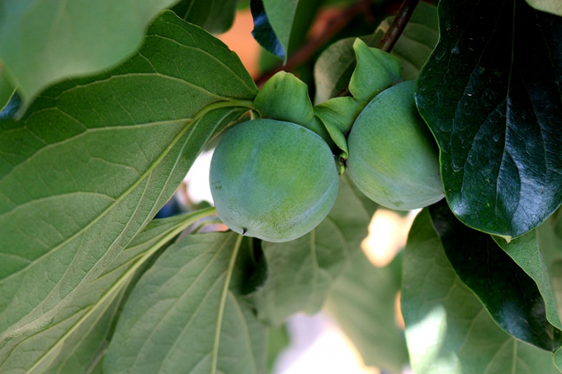 Азербайджан