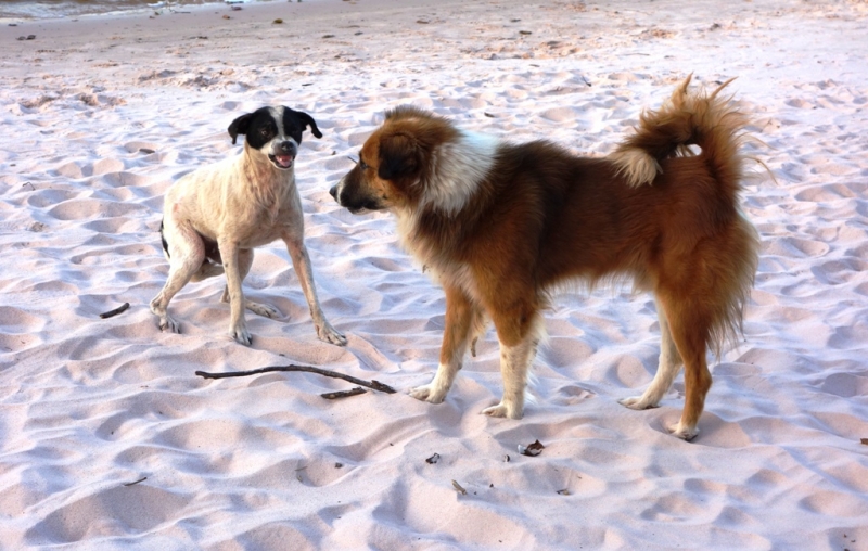 Фотографии животного мира