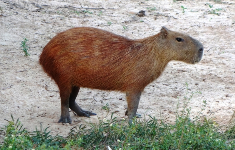 Фотографии животного мира