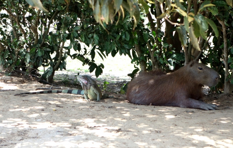 Фотографии животного мира