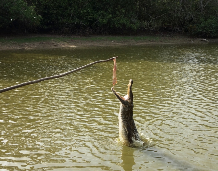 Фотографии животного мира