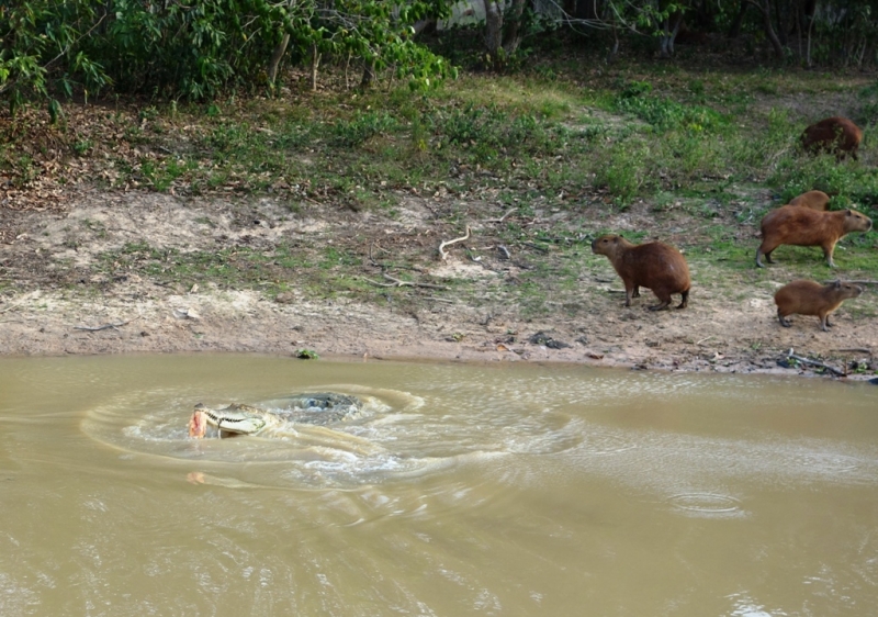 Фотографии животного мира
