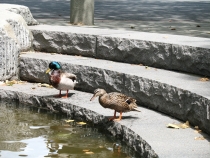 Птицы в фотографиях из путешествий