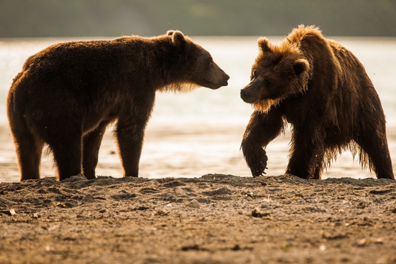 Фотографии животного мира