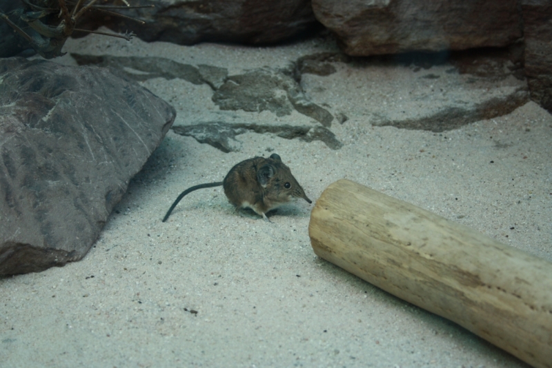 Германия в сентябре 2012 Франкфурт-на-Майне - Штутгарт-Фюссен-Мюнхен