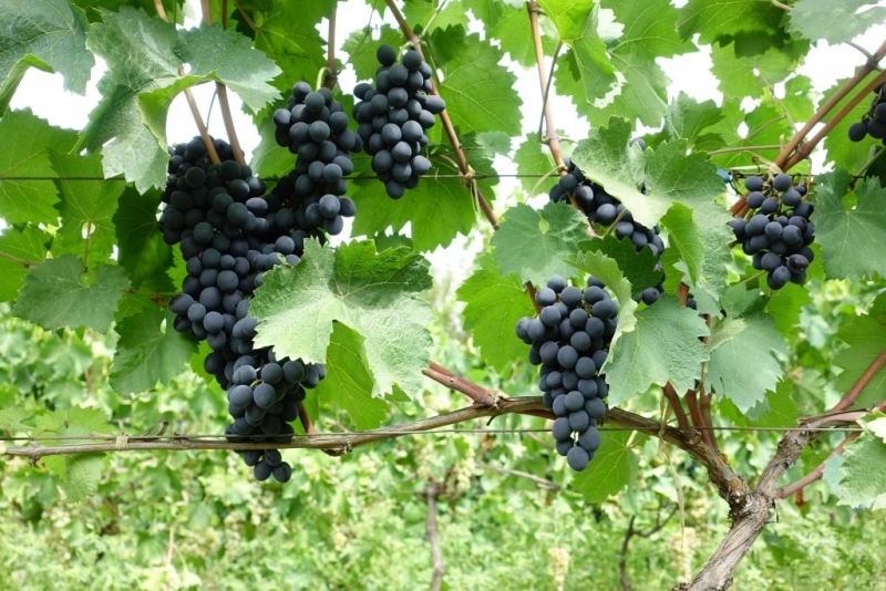 Грузия или путешествие в гостеприимство, сентябрь 2015