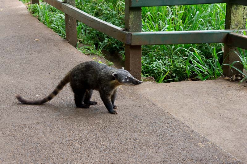 Сан Паоло, Игуасу, Рио ноябрь 2013