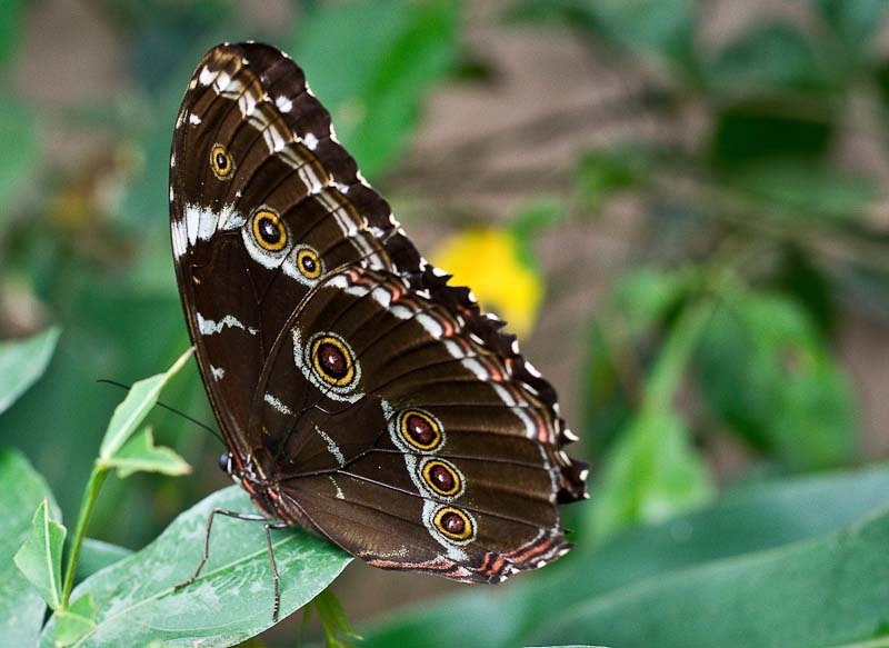 Сан Паоло, Игуасу, Рио ноябрь 2013